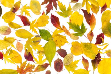 Sonbahar sonbahar yaprakları arka plan çeşitli renkli