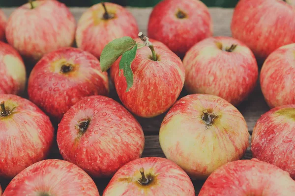 Dulce fresco maduro rojo manzana cosecha fondo — Foto de Stock