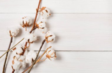 Pamuk çiçek arka plan beyaz ahşap, en iyi görünümü üzerinde kurutulmuş.