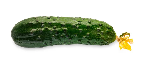 Un cetriolo verde fresco maturo isolato su sfondo bianco — Foto Stock