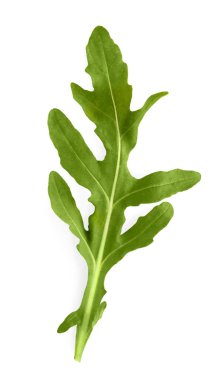 Beyaz arka plan üzerinde izole roka ot portre