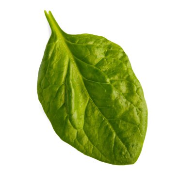 Beyaz arka plan üzerinde izole ıspanak yaprağı portre