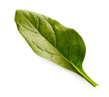 Beyaz arka plan üzerinde izole ıspanak yaprağı portre