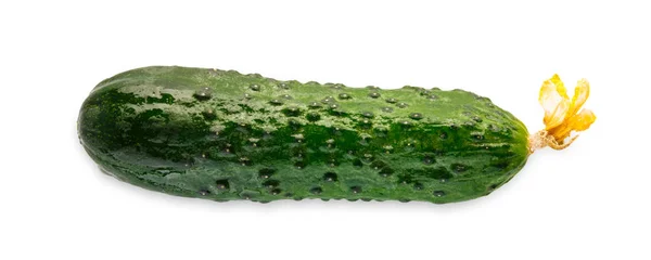 Un cetriolo verde fresco maturo isolato su sfondo bianco — Foto Stock