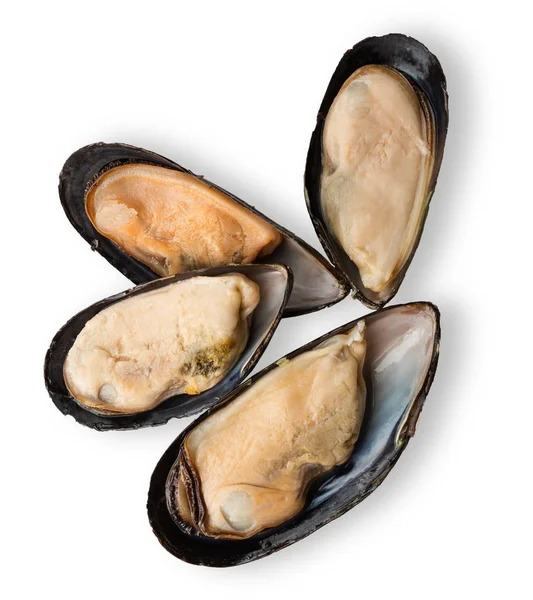 Moules isolées sur fond blanc — Photo