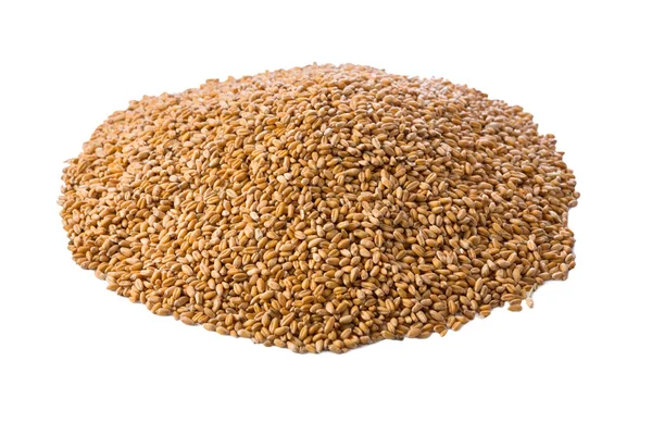 Обработанные органические зерна пшеницы кучи изолированный фон — стоковое фото