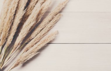 Kabarık kedi çiçek arka plan beyaz Wood, üstten görünüm kurutulmuş.