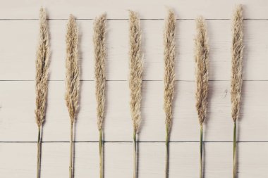 Kabarık kedi çiçek doku arka plan beyaz tahta üzerinde kurutulmuş.