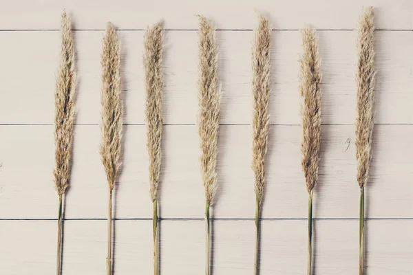 Kabarık kedi çiçek doku arka plan beyaz tahta üzerinde kurutulmuş.