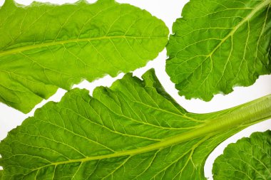 Yenilebilir pancar izole üzerinde beyaz arka plan, yeşillik desen yaprak