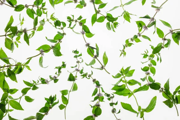 Modello di erba menta isolato su sfondo bianco — Foto Stock