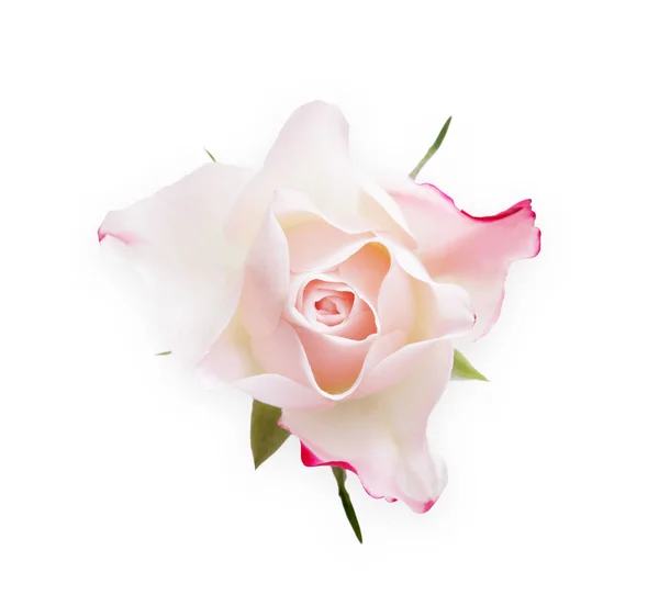 Rosa rosa flor isolada no fundo branco — Fotografia de Stock