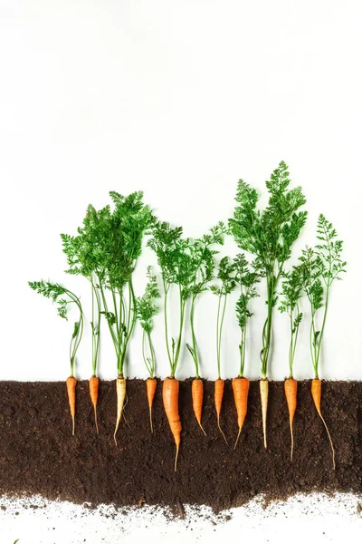 Cenoura. Planta em crescimento isolada sobre fundo branco — Fotografia de Stock