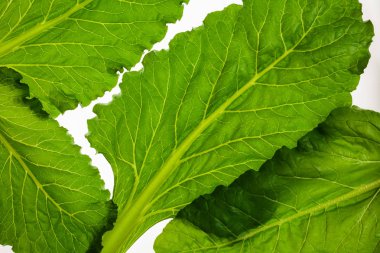 Yenilebilir pancar izole üzerinde beyaz arka plan, yeşillik desen yaprak