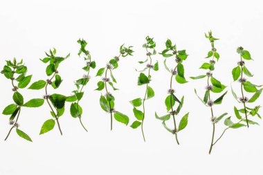 Beyaz arka plan üzerinde izole nane ot desen