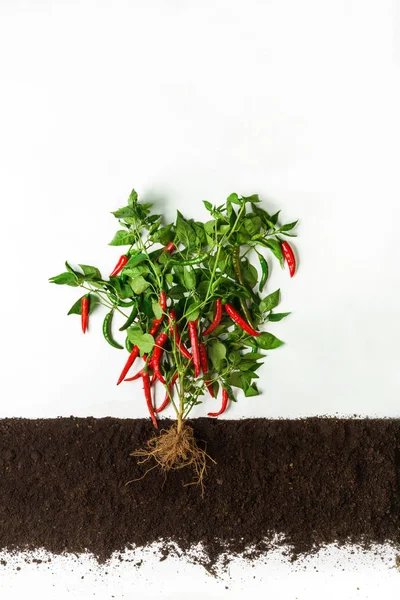 Pimenta. Planta em crescimento isolada sobre fundo branco — Fotografia de Stock