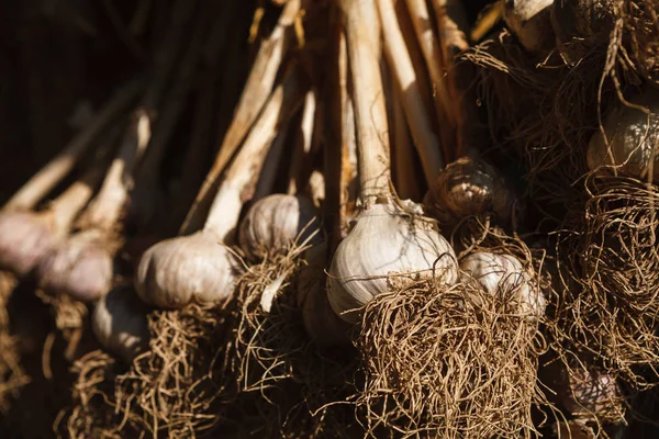 Βιολογικό σκόρδο συγκεντρώθηκαν στο οικολογικό αγρόκτημα στο ρουστίκ ξύλο — Φωτογραφία Αρχείου