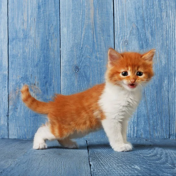 Κόκκινο γατάκι Τζίντζερ σε μπλε φόντο ξύλου — Φωτογραφία Αρχείου