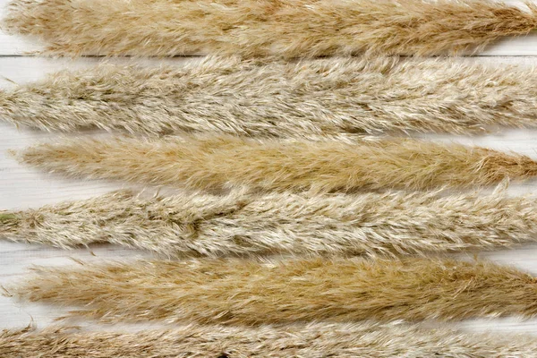 Fondo de textura de flor de cattail esponjoso seco en madera blanca . — Foto de Stock