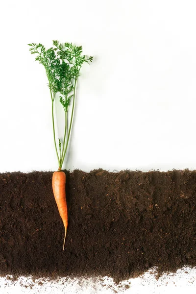 Une carotte. Plante en croissance isolée sur fond blanc — Photo