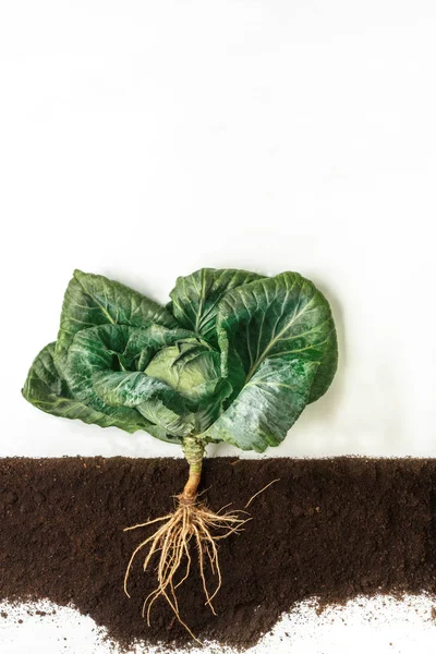 Kohl. wachsende Pflanze isoliert auf weißem Hintergrund — Stockfoto