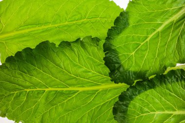 Yenilebilir pancar izole üzerinde beyaz arka plan, yeşillik desen yaprak