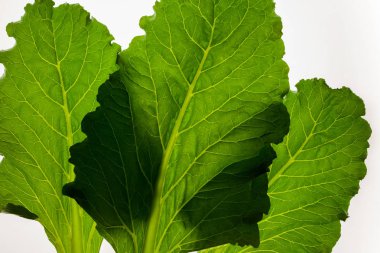 Yenilebilir pancar izole üzerinde beyaz arka plan, yeşillik desen yaprak