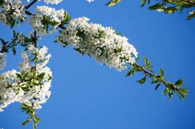 Kiraz ağacı bahar çiçeği, çiçek closeup ile şube