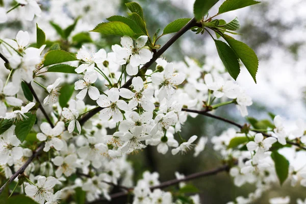 Flor de primavera de cerezo, rama con flores de primer plano —  Fotos de Stock