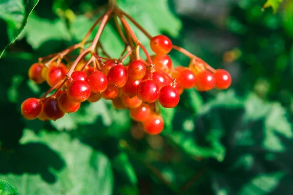 Red ripe fruits on guelder rose tree closeup in garden — Stock Photo, Image