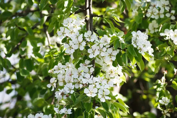 Flor de primavera de cerezo, rama con flores de primer plano —  Fotos de Stock