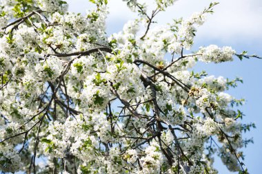 Kiraz ağacı bahar çiçeği, çiçek closeup ile şube