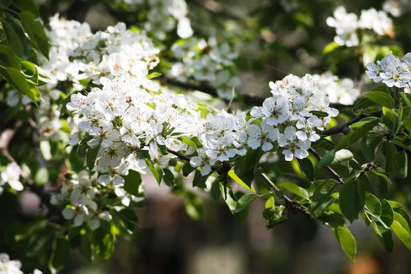 Kirschbaum Frühlingsblüte, Zweig mit Blumen Nahaufnahme — Stockfoto