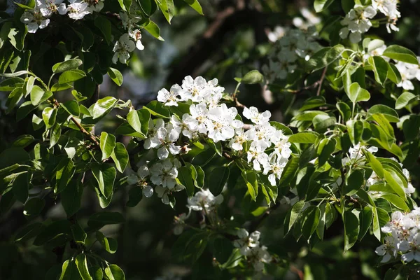 Kirschbaum Frühlingsblüte, Zweig mit Blumen Nahaufnahme — Stockfoto