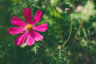 Meksika Aster Pembe çiçek ya da Bahçe Cosmos, closeup açık havada