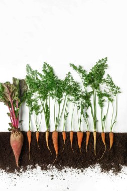 Pancar ve havuç. Beyaz arka plan üzerinde izole bitki yetiştirme