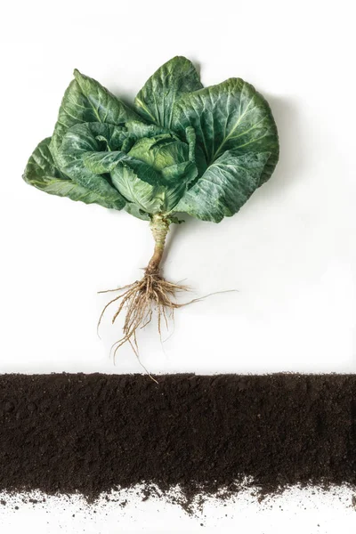 Kohl. Pflanze über dem Boden isoliert auf weißem Hintergrund — Stockfoto