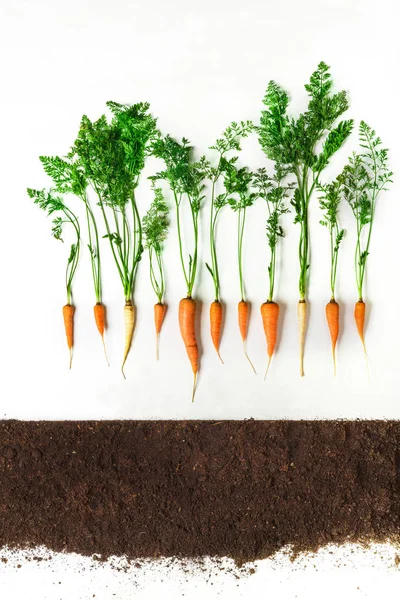 Cenoura. Planta e solo isolados sobre fundo branco — Fotografia de Stock