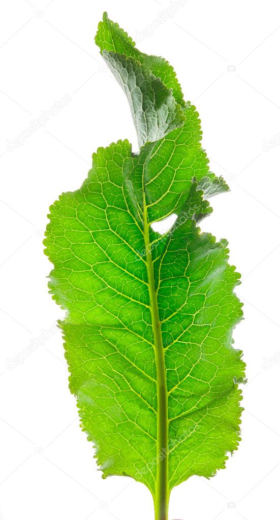 Horseradish leaf isolated on white