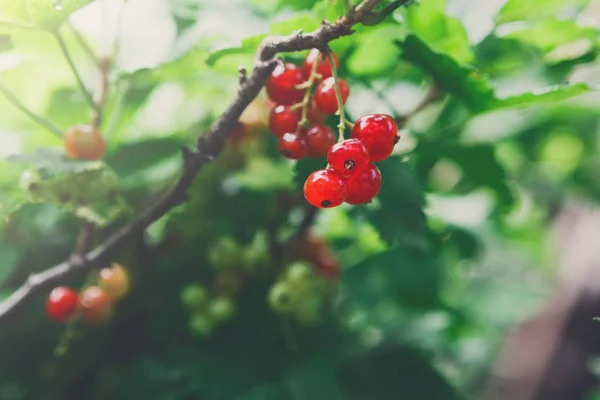 La grosella roja sobre el arbusto el primer plano, el jardín veraniego — Foto de Stock