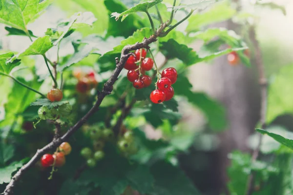 Bush closeup, yaz Bahçe üzerinde kırmızı kuş üzümü — Stok fotoğraf