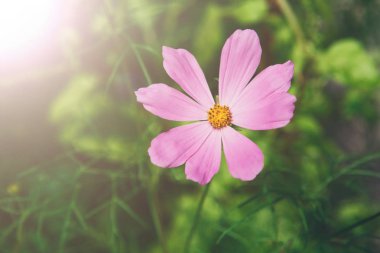 Meksika Aster Pembe çiçek ya da Bahçe Cosmos, closeup açık havada