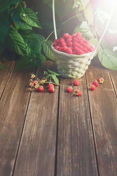 Basket with raspberries near bush on wooden table in garden — Stock Photo, Image