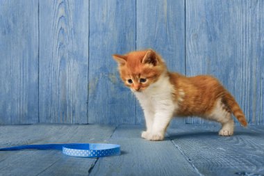 Kırmızı turuncu yavru kedi, mavi ahşap