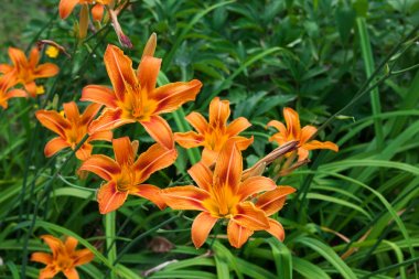 Güzel turuncu lily çiçek arka plan