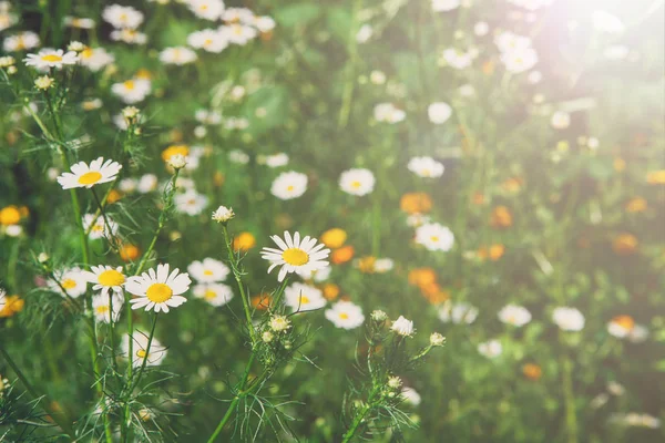 Bellissimo campo con sfondo bianco fiore di camomilla — Foto Stock