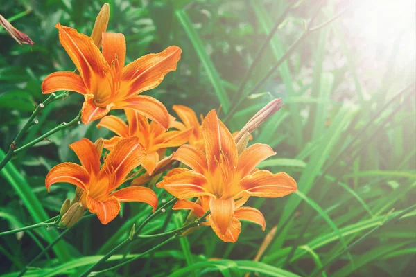 Bella giglio arancione fiore sfondo — Foto Stock