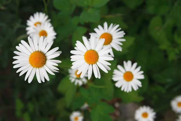 Beautiful white camomile flower background — Stock Photo, Image