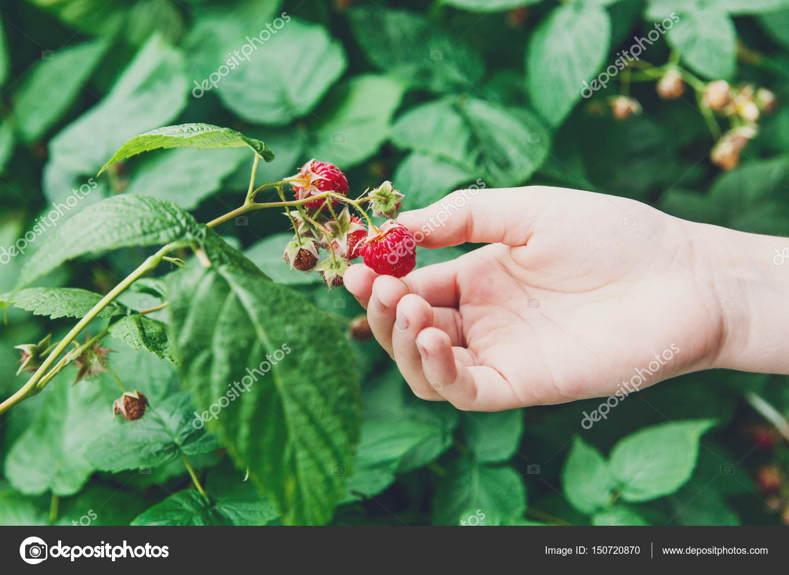 черника в ведре. девочка собирает ягоды в лесу. ягодные кусты для детей. малыши на грядке с клубникой. ягоды в ладошках.