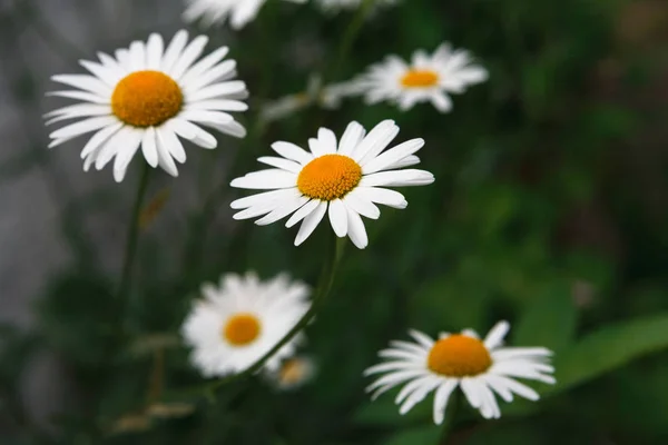 Beautiful white camomile flower background — Stock Photo, Image